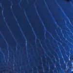  Alligator - Metallic Blue & Purple